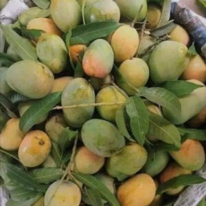 রাজশাহীর প্রিমিয়াম গোপালভোগ আম