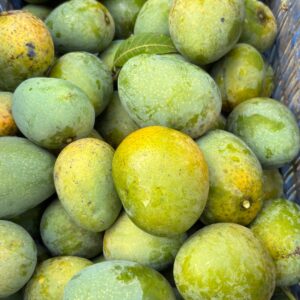 রাজশাহীর প্রিমিয়াম হিমসাগর আম