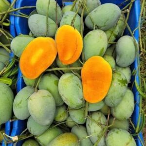 প্রিমিয়াম আম্রপালি আম