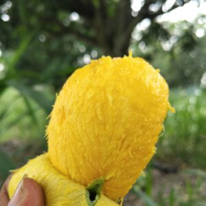 রাজশাহীর প্রিমিয়াম ল্যাংড়া আম