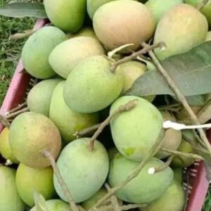 প্রিমিয়াম হাড়িভাঙা আম