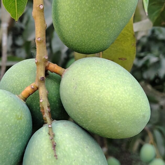 langra aam
