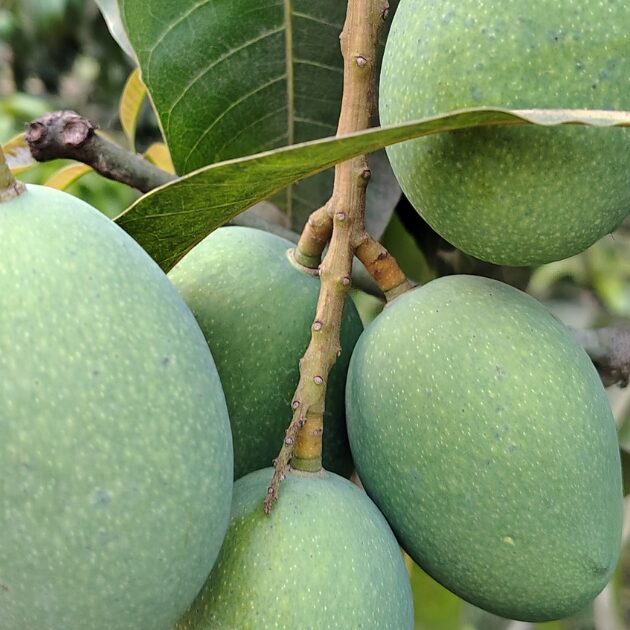 aamrupali
